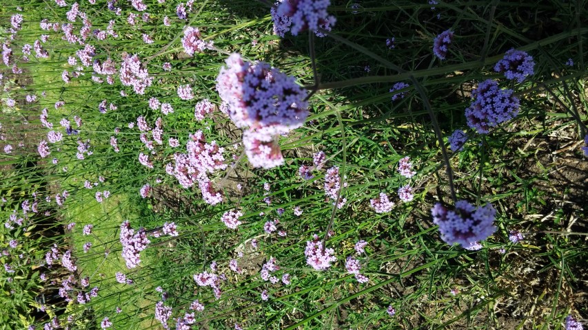 Verbena bonariensis plantplacesimage20150704_163510.jpg