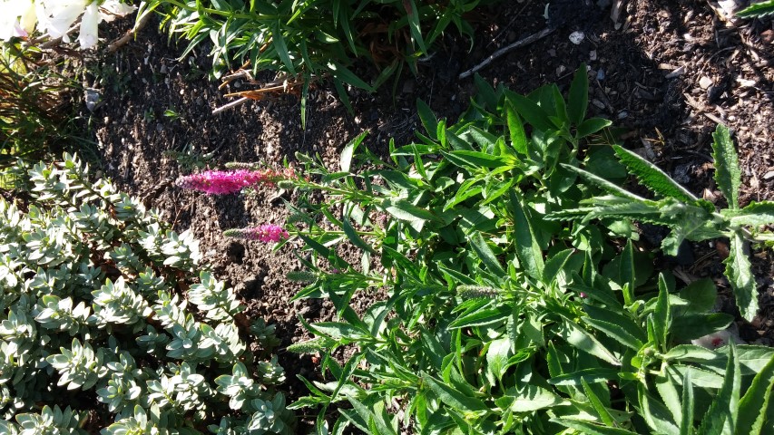 Veronica spicata plantplacesimage20150704_163626.jpg