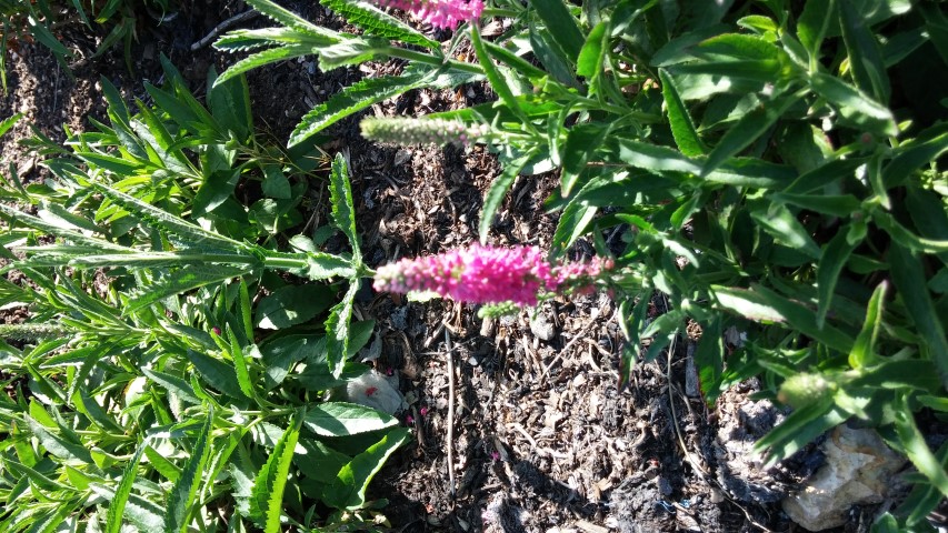 Veronica spicata plantplacesimage20150704_163642.jpg