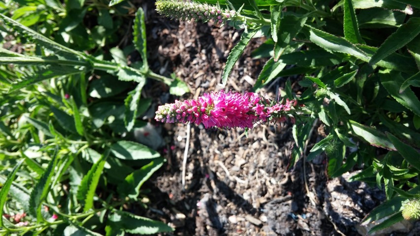 Veronica spicata plantplacesimage20150704_163706.jpg