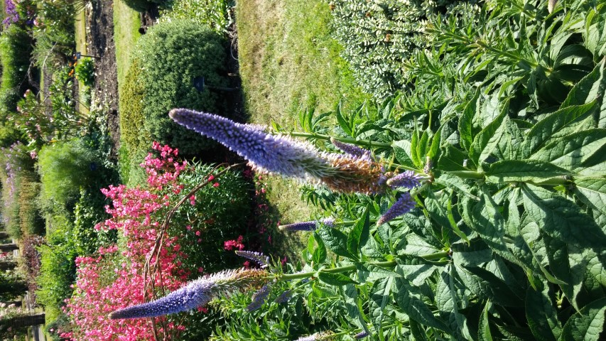 Veronicastrum sibiricum plantplacesimage20150704_164013.jpg