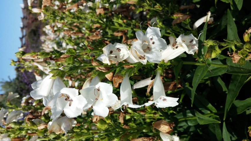 Penstemon spp plantplacesimage20150704_164205.jpg