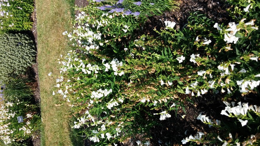 Penstemon spp plantplacesimage20150704_164228.jpg