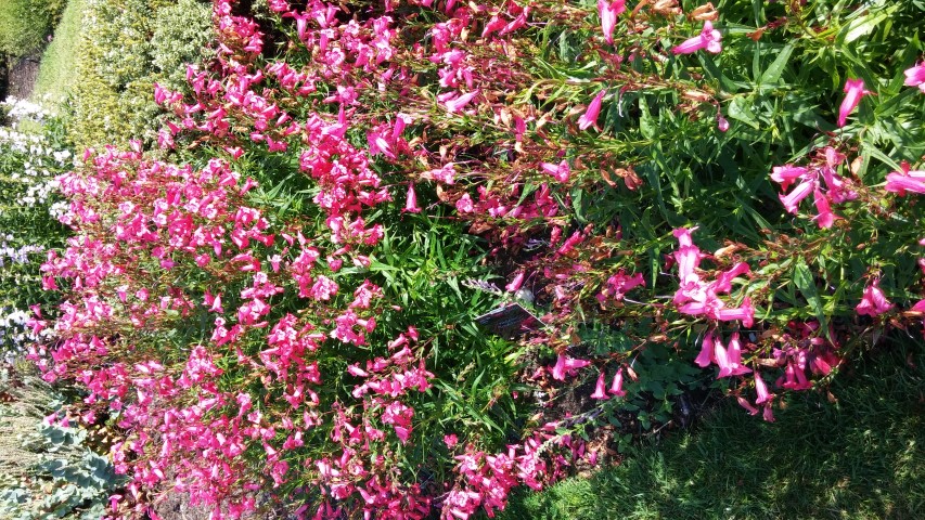 Penstemon spp plantplacesimage20150704_164813.jpg