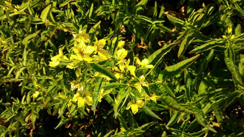 Lysimachia ciliata plantplacesimage20150704_165108.jpg