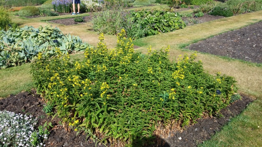 Lysimachia ciliata plantplacesimage20150704_165148.jpg