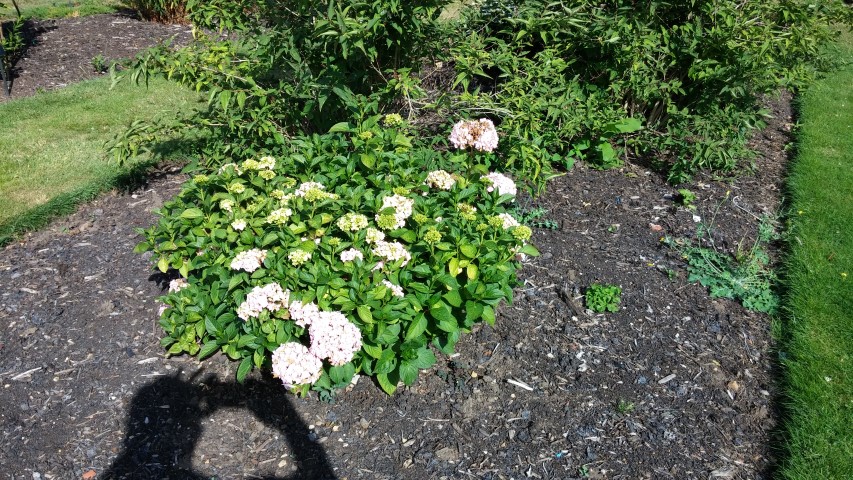 Hydrangea macrophylla plantplacesimage20150704_165602.jpg