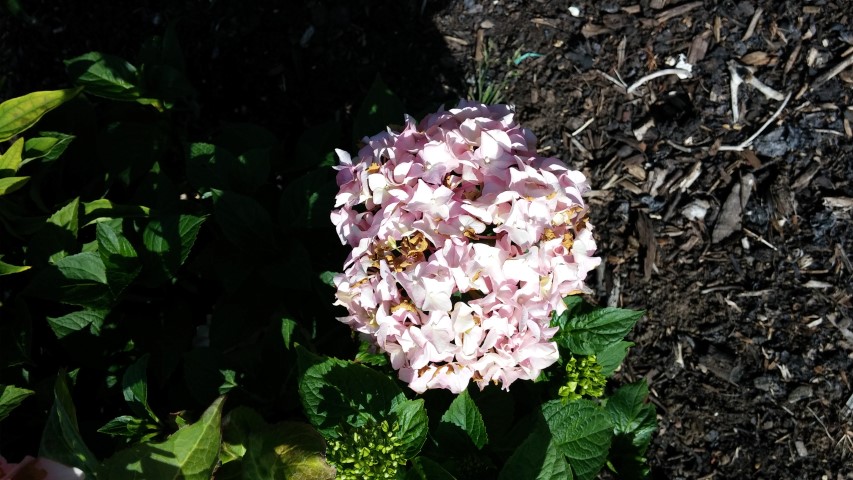 Hydrangea macrophylla plantplacesimage20150704_165615.jpg