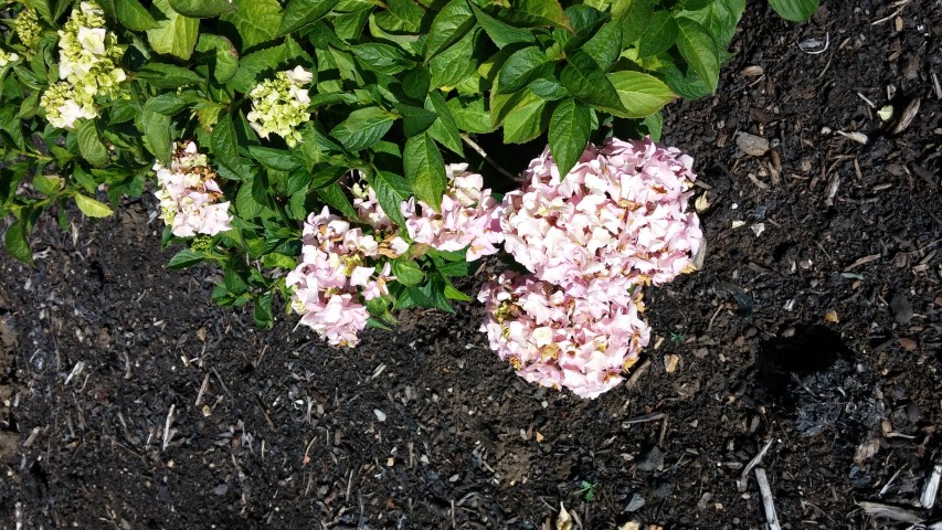 Hydrangea macrophylla plantplacesimage20150704_165632.jpg