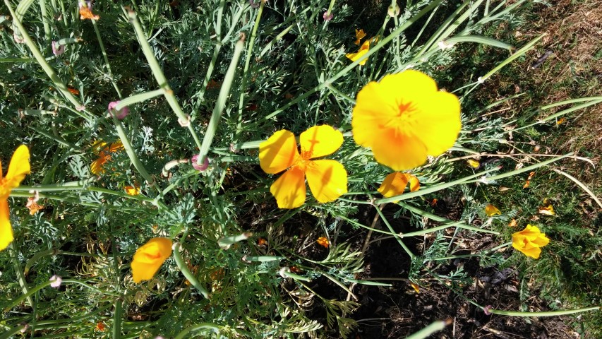 Eschscholzia californica plantplacesimage20150704_165755.jpg