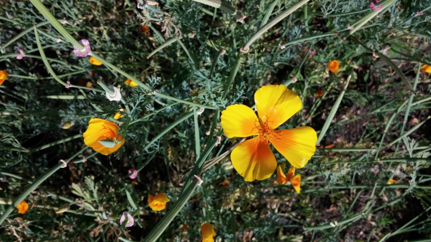 Eschscholzia californica plantplacesimage20150704_165808.jpg