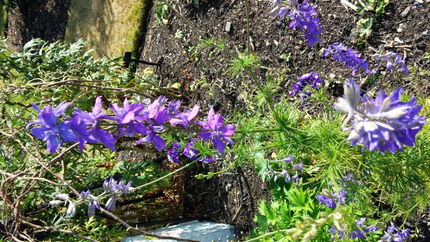 Delphinium spp plantplacesimage20150704_165954.jpg