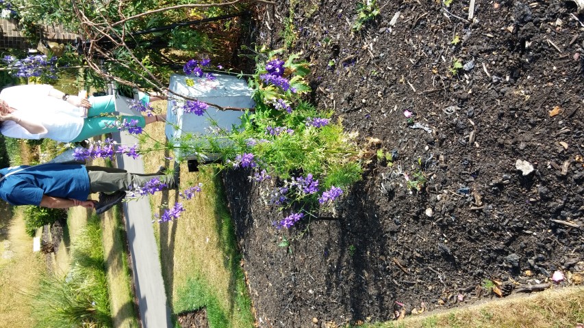 Delphinium spp plantplacesimage20150704_170010.jpg