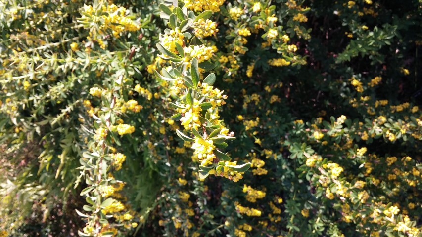 Berberis candidula plantplacesimage20150704_170237.jpg