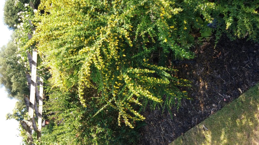 Berberis candidula plantplacesimage20150704_170250.jpg