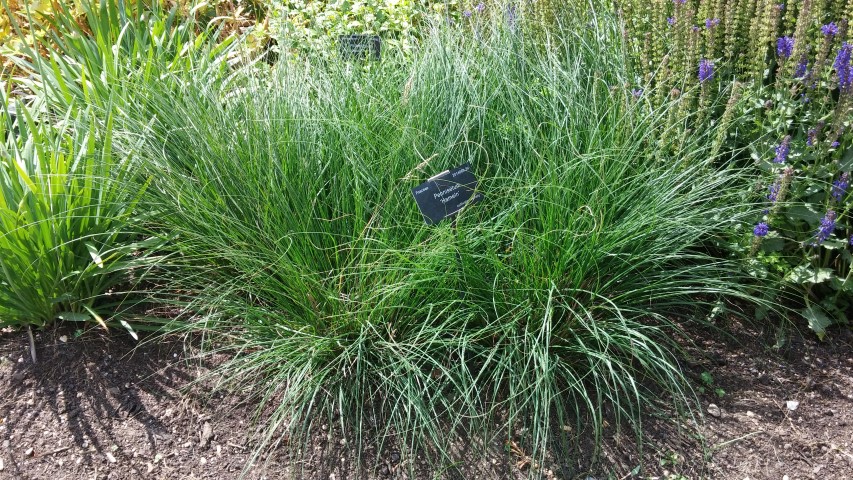 Pennisetum spp plantplacesimage20150705_121222.jpg