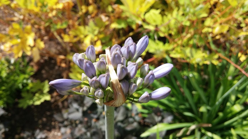 Agapanthus  plantplacesimage20150705_121325.jpg