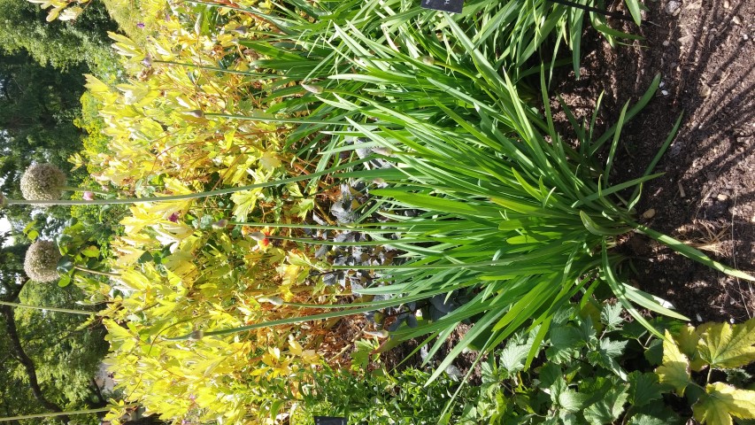 Agapanthus plantplacesimage20150705_121339.jpg