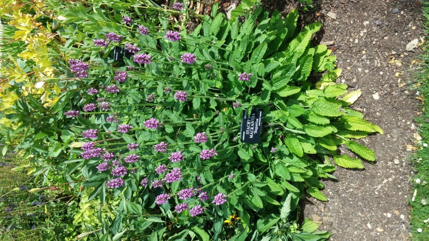 Stachys macrantha plantplacesimage20150705_121541.jpg