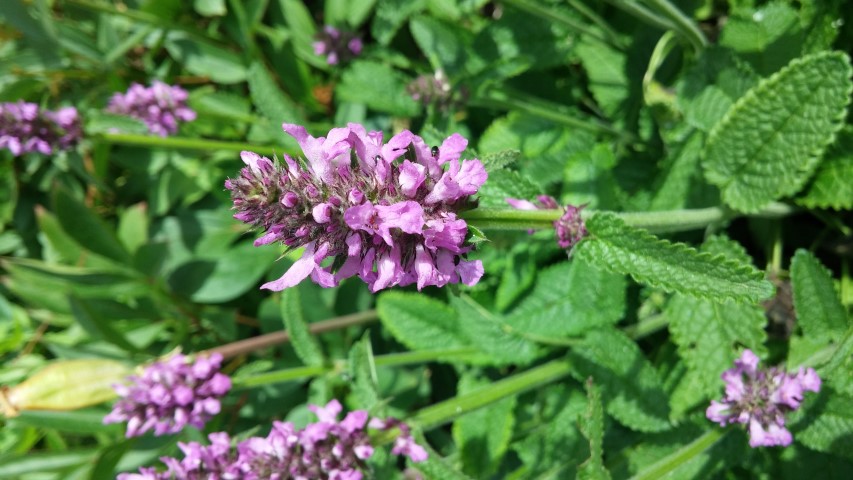 Stachys macrantha plantplacesimage20150705_121552.jpg