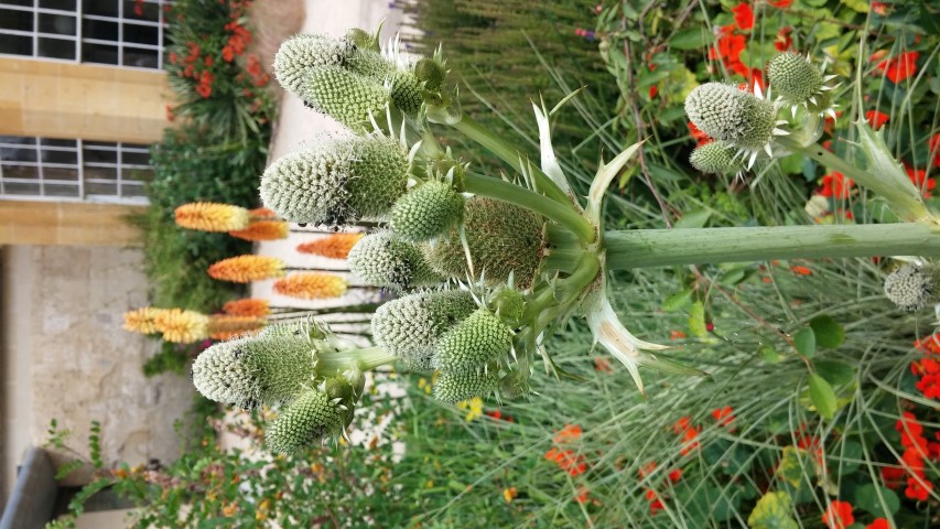 Eryngium agavifolium plantplacesimage20150705_121631.jpg