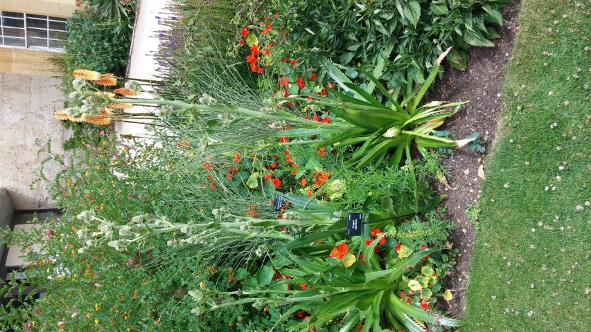 Eryngium agavifolium plantplacesimage20150705_121640.jpg