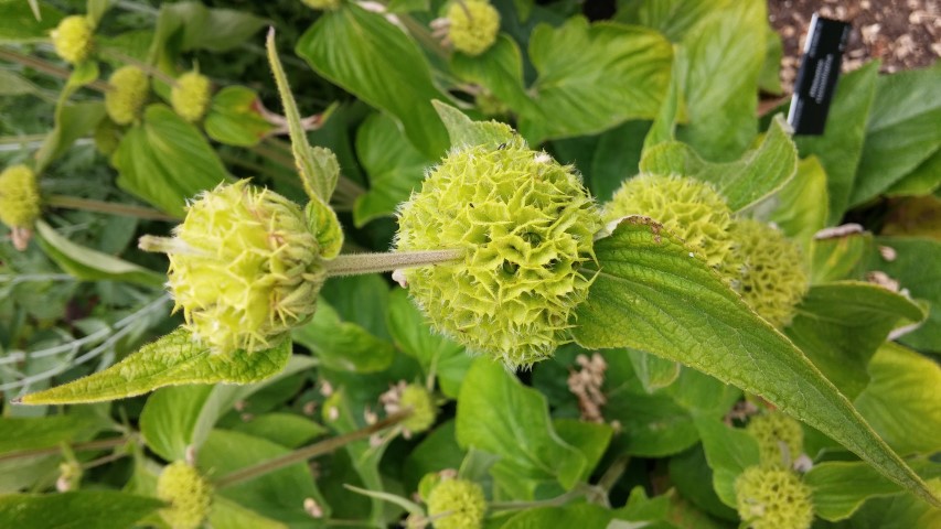 Phlomis russeliana plantplacesimage20150705_121815.jpg