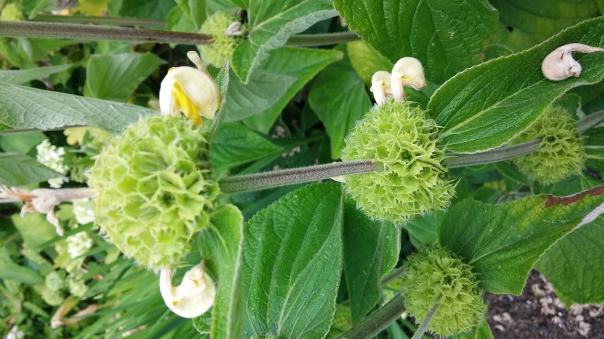 Phlomis russeliana plantplacesimage20150705_121828.jpg