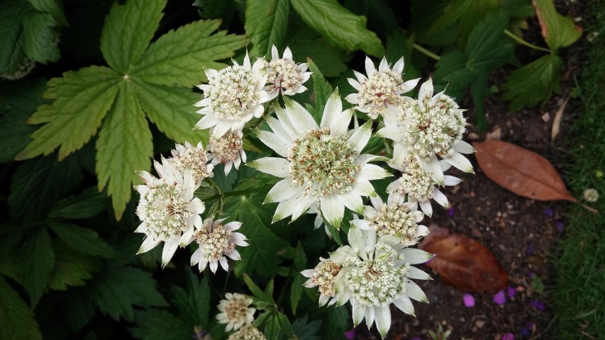 Astrantia  plantplacesimage20150705_121931.jpg