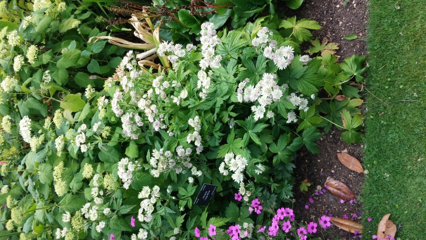 Astrantia plantplacesimage20150705_121940.jpg