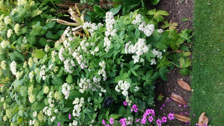 Astrantia  plantplacesimage20150705_121940.jpg