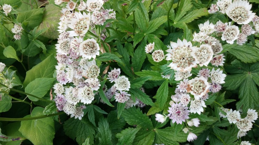 Astrantia  plantplacesimage20150705_121949.jpg