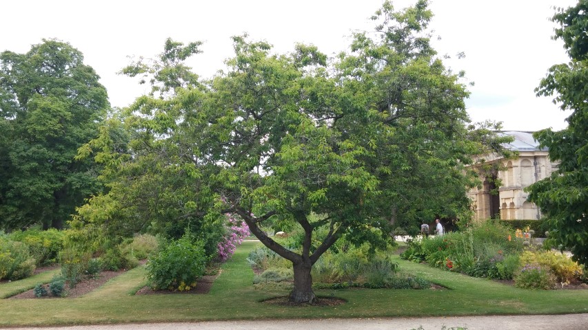 Prunus subhirtella plantplacesimage20150705_122056.jpg