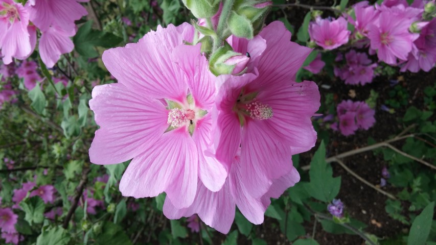 Lavatera clementii plantplacesimage20150705_122220.jpg