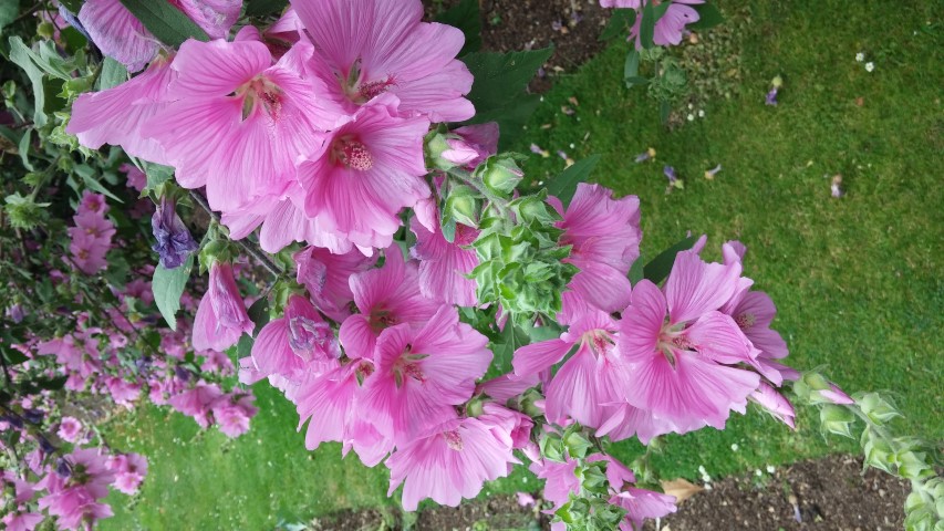 Lavatera clementii plantplacesimage20150705_122227.jpg