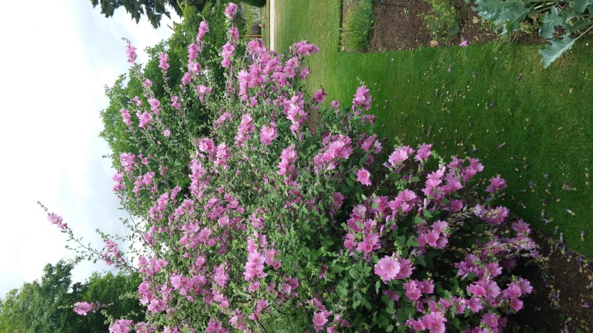 Lavatera clementii plantplacesimage20150705_122249.jpg