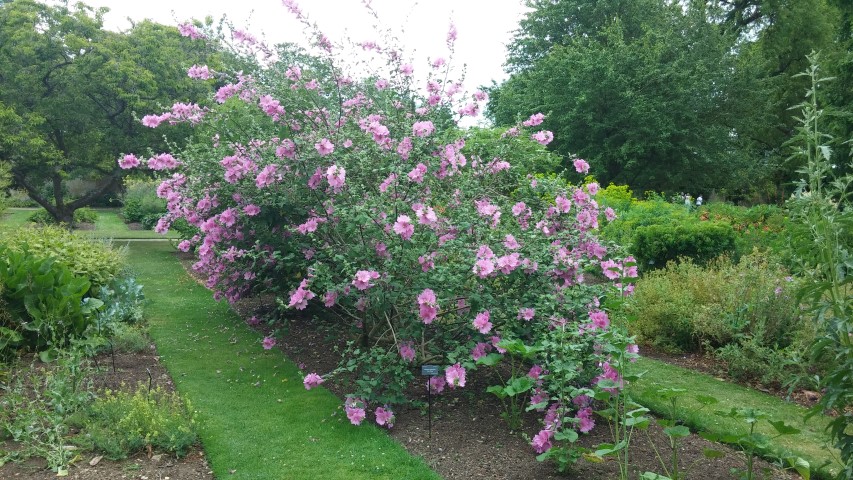 Lavatera clementii plantplacesimage20150705_122321.jpg