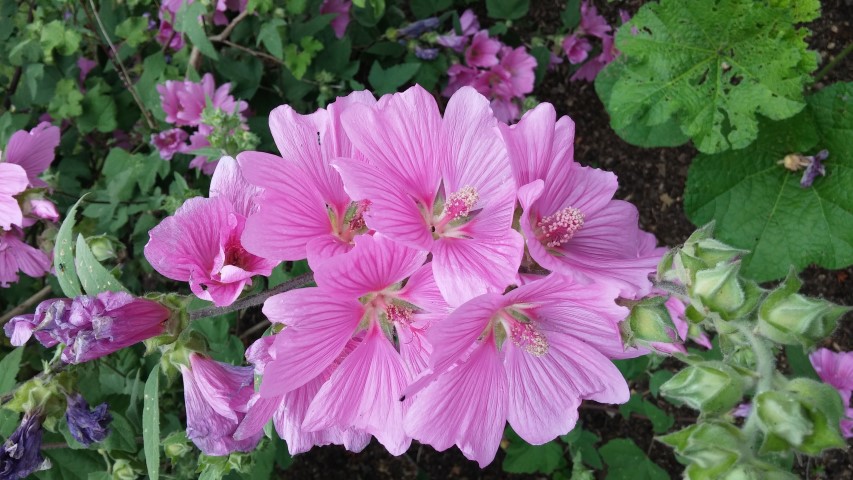 Lavatera clementii plantplacesimage20150705_122335.jpg