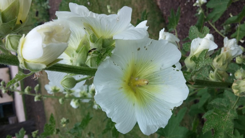 Alcea rugosa plantplacesimage20150705_122413.jpg