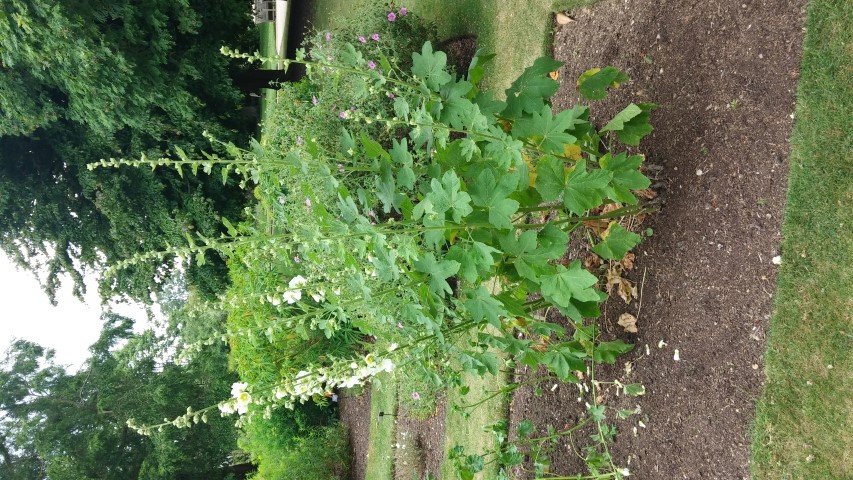 Alcea rugosa plantplacesimage20150705_122424.jpg