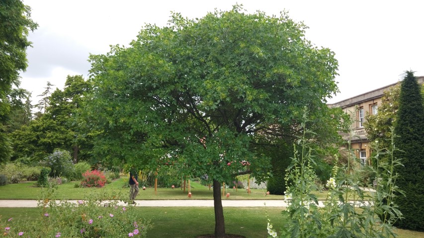 Ptelea trifoliata plantplacesimage20150705_122502.jpg