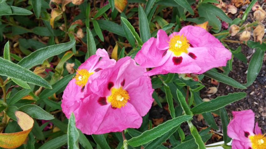 Cistus x purpureus plantplacesimage20150705_122627.jpg