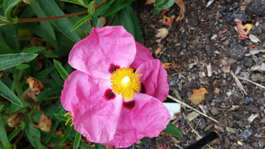 Cistus x purpureus plantplacesimage20150705_122638.jpg