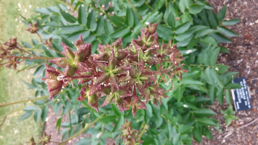 Dicanthus albus plantplacesimage20150705_122723.jpg