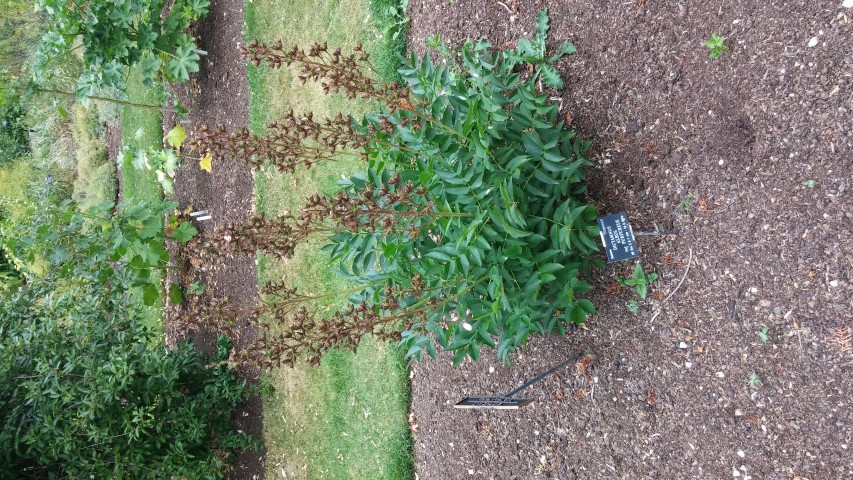 Dicanthus albus plantplacesimage20150705_122731.jpg