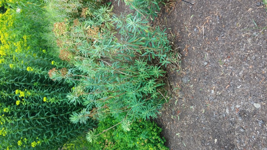 Euphorbia characias plantplacesimage20150705_122926.jpg