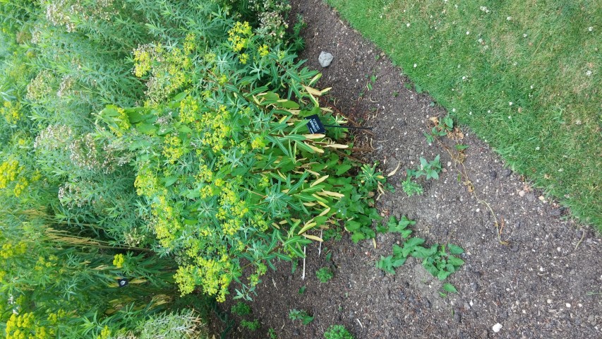 Euphorbia cognata plantplacesimage20150705_123015.jpg