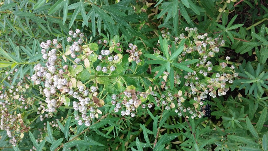 Euphorbia palustris plantplacesimage20150705_123042.jpg