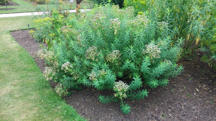 Euphorbia palustris plantplacesimage20150705_123053.jpg