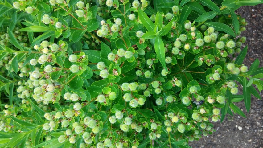 Euphorbia villosa plantplacesimage20150705_123127.jpg